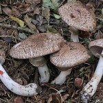 agaricus_silvaticus_2_433