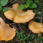 cantharellus_cibarius_8688