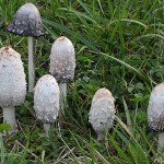 coprinus_comatus_6713