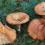 lactarius_deliciosus_2_432