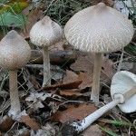 macrolepiota_mastoidea_2257